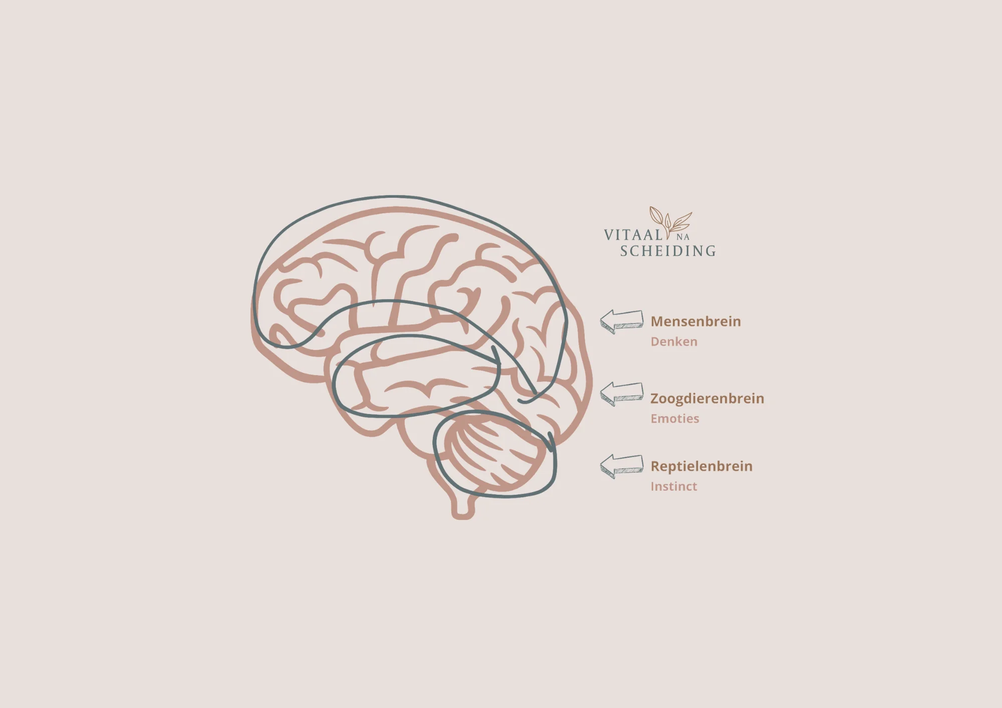 Uitleg van stress aan de hand van het dieren- en mensenbrein